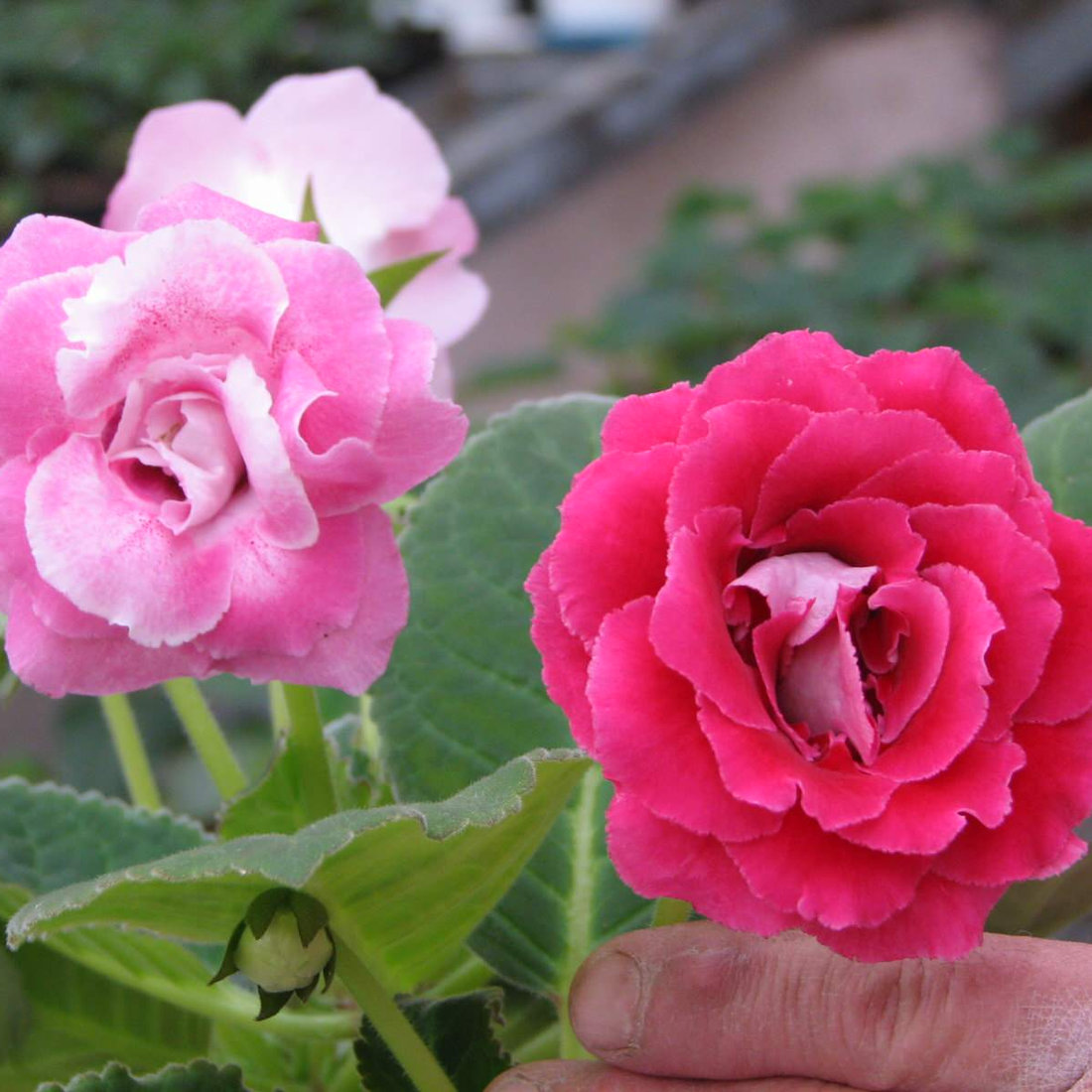 Double Gloxinias