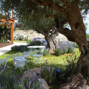 combination of different lavender varieties gardening sections around olive tree