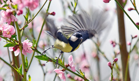 Gefährliche Glasfronten: So verhindern Sie Vogelschlag