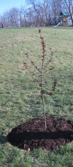 Why Your Flower Stems Have Gone Crooked (and How to Straighten Them Out  Next Year)