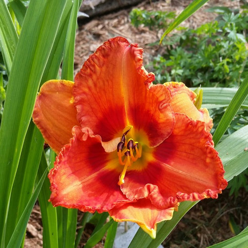 Daylilies not fullly opening is it the weather?