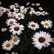 Samantha Foklev's photo