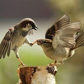 Edward Amole's photo