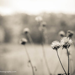 Out in The Field - Photographs
