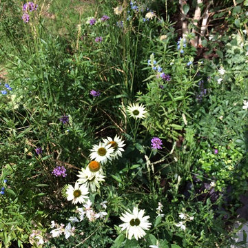 Ladbroke Grove Garden Design Revamp & Planting Design