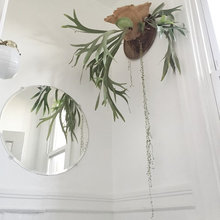 Plants
