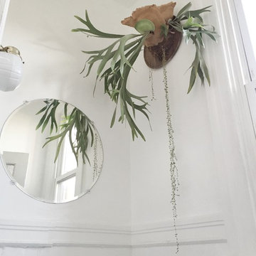 Modern House Plants