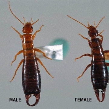Exterminator Pittsburgh - Spectrum Pest Control (412) 532-1380