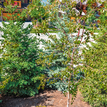 Birch, White & Colorado Spruce