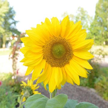Pergola