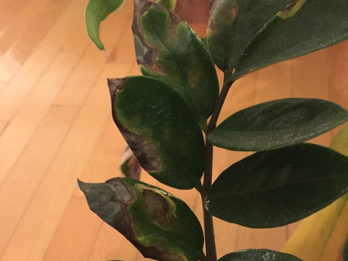 ZZ plant leaves turning brown