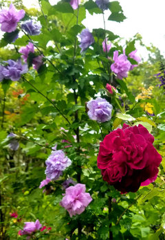 Is it too early for a share on items to plant with our roses?