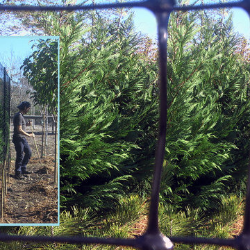 Screening the Deck Fantastic Deer Fence Finessed 2013