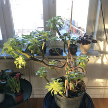 Plants I need help with