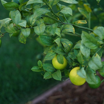 Lemons