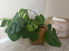philodendron green congo Philodendron 'Green Congo' 12