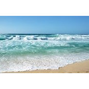 Cecilia Sullivan's photo