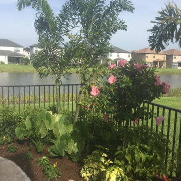 Lush Tropical Garden