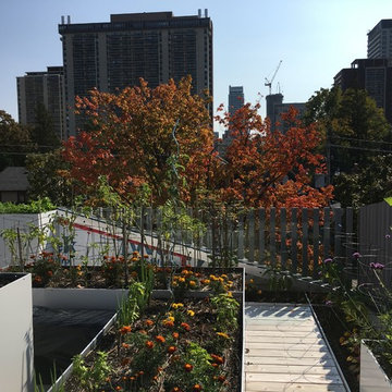 Urban Farm
