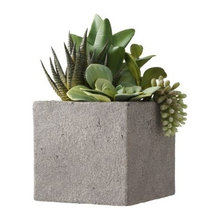 succulents