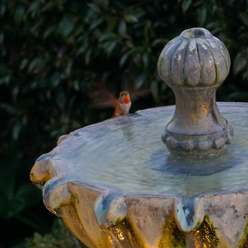 Humming Bird Bath
