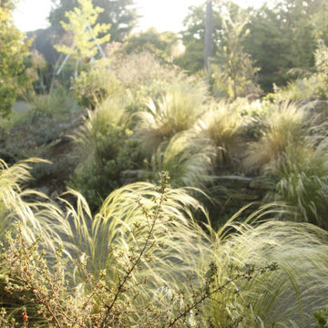 Morning Light in the Garden