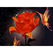 Angie Harder's photo