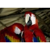 Dee Jays foto