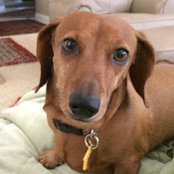 Foto von Little Paws