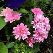 Agatha Ariola's photo