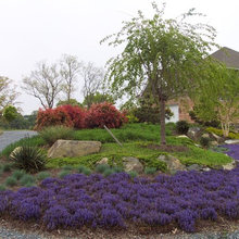 HOA Entrance Plants