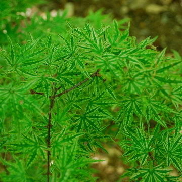 Favorite Plants and Cool Stuff