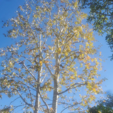 Flowers and Tree Care