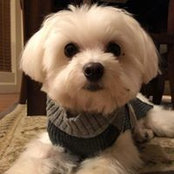 Lisa Veith-Shadle's photo