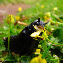 Protect Your Garden from Slugs and Snails