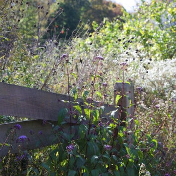 Bryn Mawr, PA - Native Meadow Design/Install