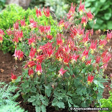 Plants: Pollinator Friendly Perennials