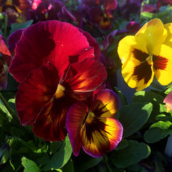 Current Featured Plants - Products
