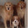 jayne_dipsia