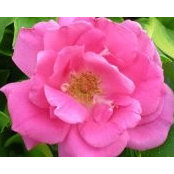 Deb DeMars's photo