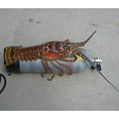 Joe Hope's photo