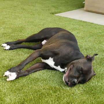 Turf for Dogs