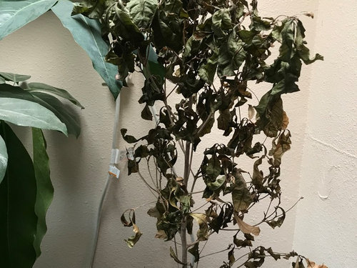 Miracle Fruit Plant With Brown Leaves