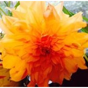 Debbie Tavares's photo