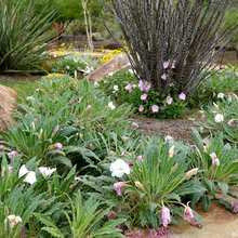 chaddick front entry garden xeriscape
