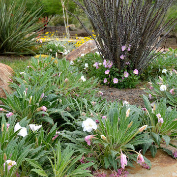 Southwestern Plants
