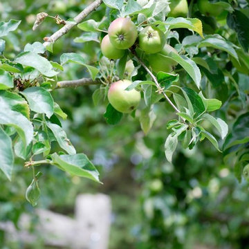 G A R D E N - The Edible Garden