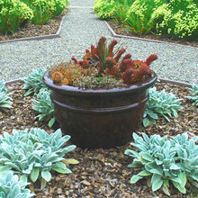 plants