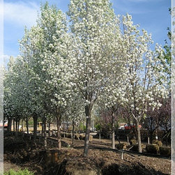 Nursery and Garden Center - Gardening And Lawn Care