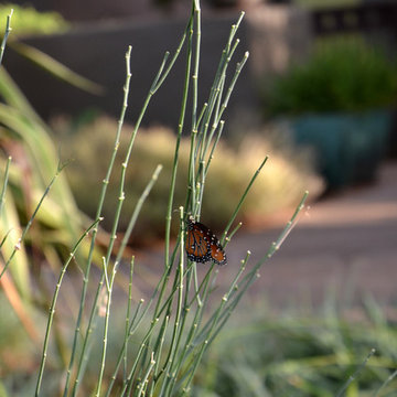 Southwestern Plants